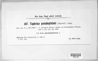 Taphrina pseudoplatani image